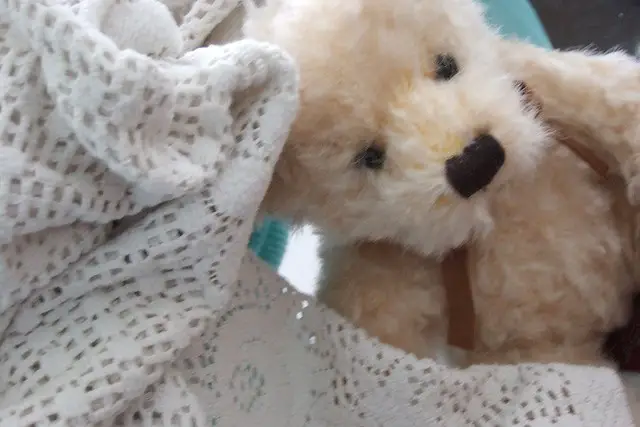 teddy bear love