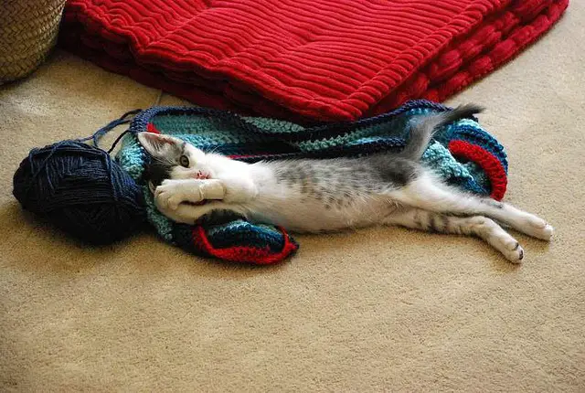 cat crochet