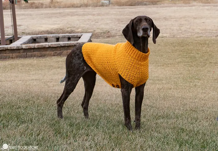 Large Dog Sweater Pattern