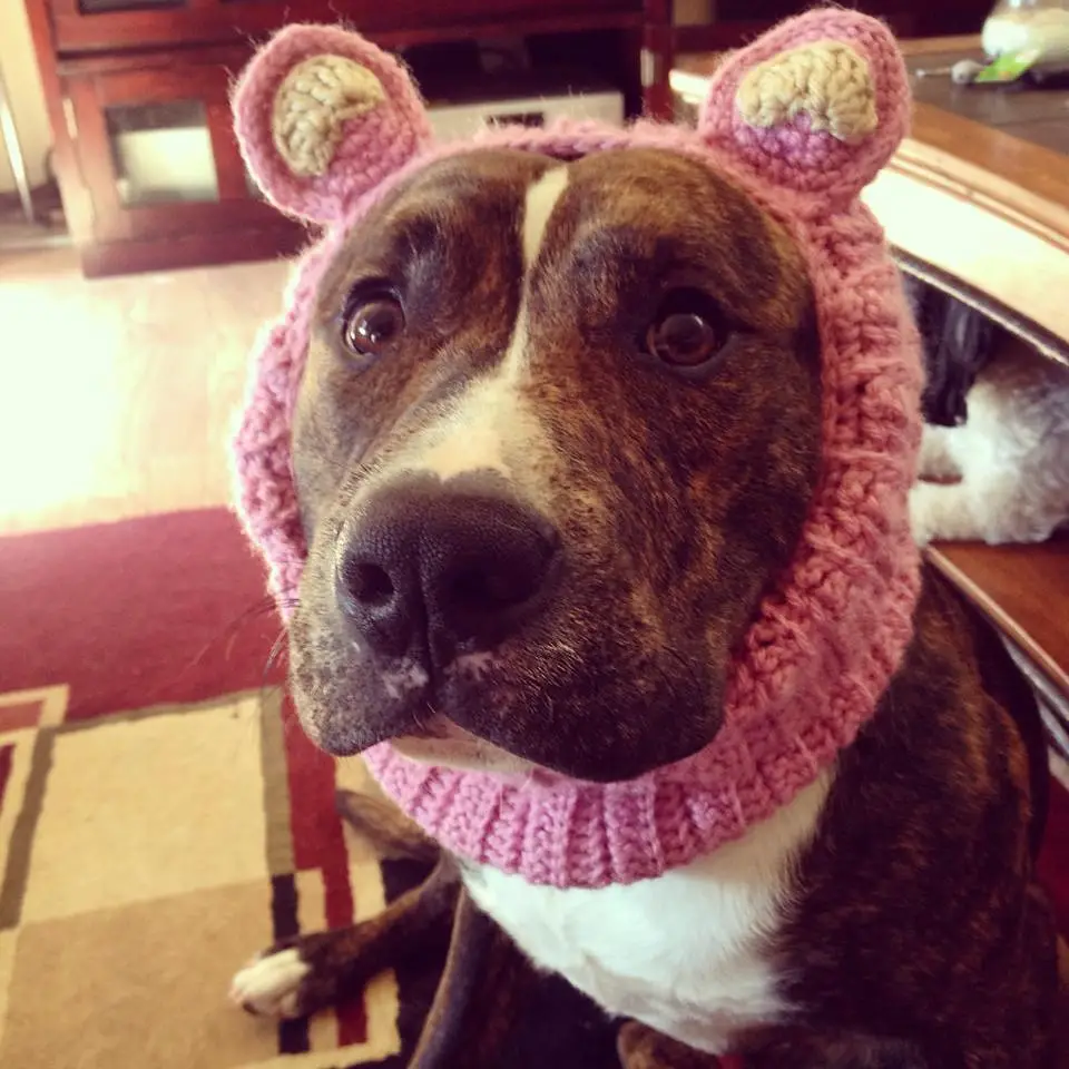 Crochet pig pattern. Learn how to create a cozy pig ears neck warmer for your furry friend with our easy-to-follow pattern! Suitable for most medium to large-sized pups, with additional tips for smaller dogs.